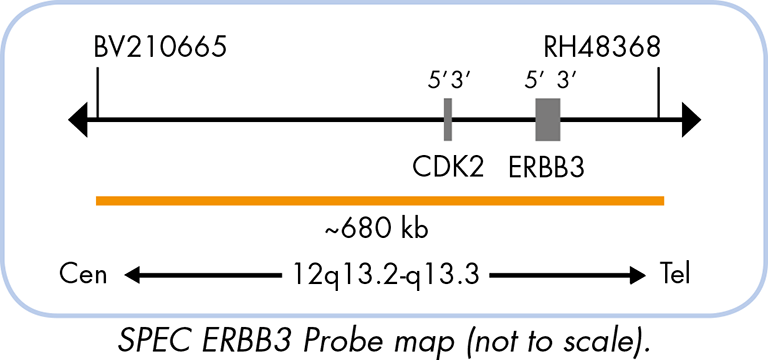 Genebio Erbb Cen Dual Color Probe Genebiosolution