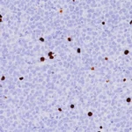 pHH3 (RM) Antibody