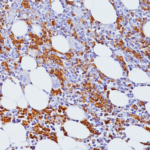 CD71 Antibody