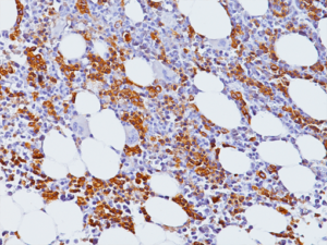 CD71 Antibody