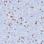 Human IgG Antibody