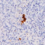 IgG4 (M) Antibody