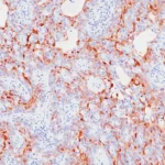 S100P Antibody