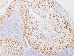 SOX2 Primary Antibody