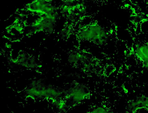 C3C FITC Antibody